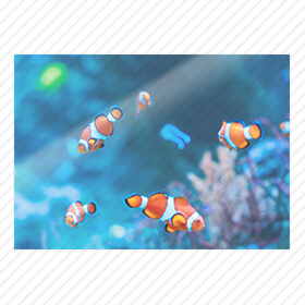 インテリアポスター:鮮やかな色彩と瑞々しい質感が特長です