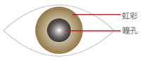 虹彩と瞳孔